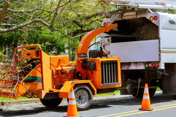 Best Utility Line Clearance  in Holt, AL