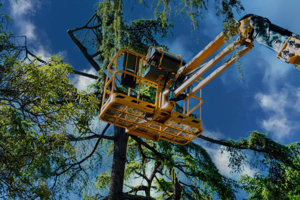 Best Leaf Removal  in Holt, AL
