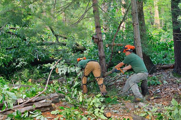 Best Palm Tree Trimming  in Holt, AL