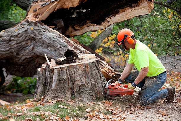 Best Root Management and Removal  in Holt, AL