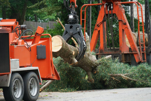 How Our Tree Care Process Works  in  Holt, AL