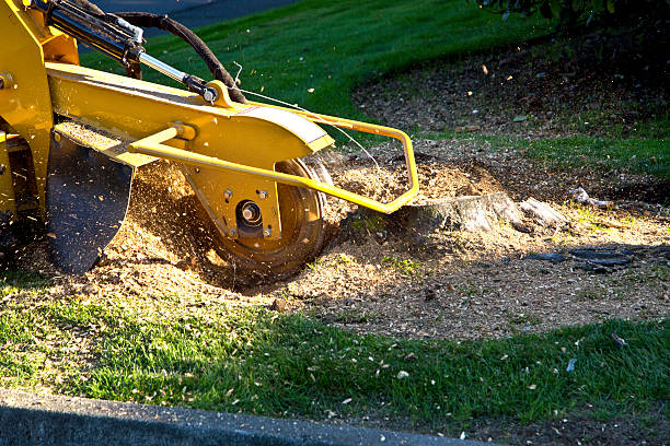 Best Tree and Shrub Care  in Holt, AL