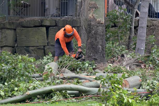 Best Hazardous Tree Removal  in Holt, AL