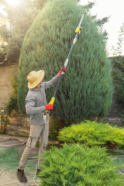 Best Emergency Tree Removal  in Holt, AL