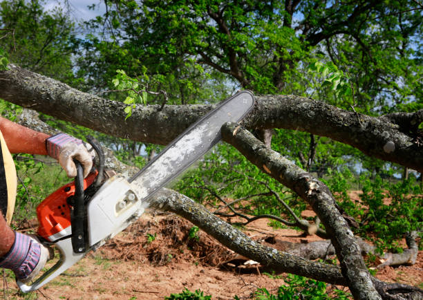 Best Landscape Design and Installation  in Holt, AL