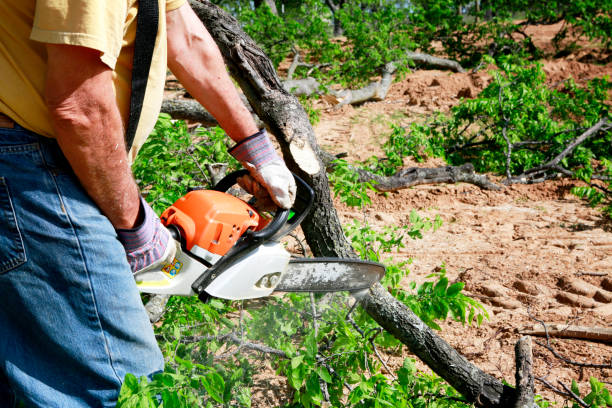 Best Lawn Disease Treatment  in Holt, AL